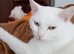 Beautiful Bella. 3 yr old white British short hair female