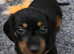 Stunning RKC registered muniture smooth haired dashounds