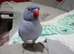 Hand reared blue ring neck