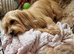 Adorable Havanese puppy