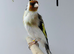 Goldfinch