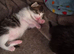 3 gorgeous kittens 1 boy 2 girls