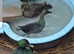 2 pair east indies ducks