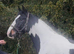 Stunning coloured gelding