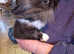 Mini Lop Lionhead x Mini Lop babies