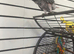 African grey Parrot