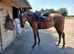 Eddie 3 year old, tb, gelding