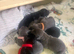 10x lab mix puppies