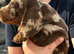 Dachshund