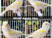 Stunning Canaries - Reds, Norwich, Lizards, Agate, Grey wing