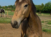 Lovely Dun 2yr Filly