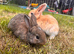 5 beautiful French lop x mini lop