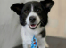 Bertie is looking for his forever