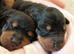 Standard dachshund puppies carrying chocolate