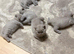 High-Quality British Shorthair Kittens