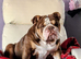 English bulldog