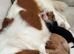 Cavalier King Charles spaniel puppies health tested parents