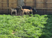 Young Goat Kids Available