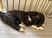 Lhasa Apso puppies for sale
