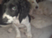 Wonderful Sprocker Pup.