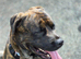 Female puppy