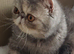 Stunning Blue Cream Tabby