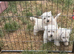 West highland terriers