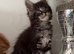 Beautiful tica reg Maine coon kittens.