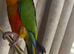 Sun Conure and Jenday with large cage and accessorise