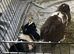 2 neutered, bonded Holland lops (same litter siblings)