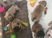 English bulldogs