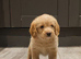 Poogle pups for sale (Beagle x poodle)