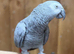 African Grey Parrot