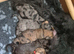 La Schnoodle puppies