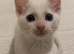 White Kitten Male