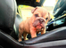 English bulldogs