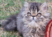 Last GCCF registered persian kitten