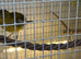 BEAUTIFUL FIFE CANARIES ALL MIXED COLOURS AVAILABLE