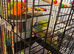 Baby orange and green lovebird
