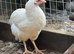 OLIVE EGGER PULLETS