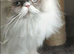 PURE PERSIAN KITTENS FOR SALE