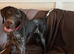 Stunning female GSP