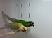 Conure