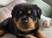 Beautiful KC Rottweiler puppies ready 18.10.26