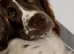 Springer Spaniel