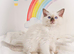 GCCF Registered Ragdoll Kittens