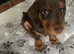 Miniature dachshund