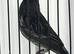 High Quality Cobalt Black Red Males
