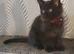 Ticca registered pedigree health tested polydactle Ma8ne Coon kittens.