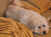 Chow Chow cross, sad sale, lovely dog